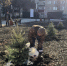 В Кузнецке в сквере памяти участников СВО высадили голубые ели 28 октября - Stolica58.Ru