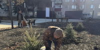 В Кузнецке в сквере памяти участников СВО высадили голубые ели 28 октября - Stolica58.Ru