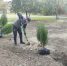 В Кочубеевском округе продолжают высаживать молодые растения - Телеканал СвоёТВ