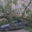 В Азове дерево рухнуло на автомобиль - DonDay.Ru