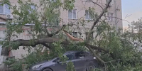 В Азове дерево рухнуло на автомобиль - DonDay.Ru