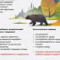 Что делать при встрече с медведем - Звезда