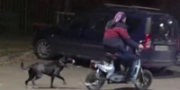 Двухколесный гонщик протащил собаку по дороге и попал на видео в Воронеже - Bloknot-Voronezh.Ru