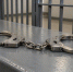 В Краснодарском крае местный житель до смерти избил своего 5-летнего пасынка - LiveKuban.Ru