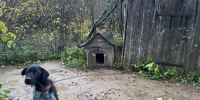 Под Гдовом нашли шесть истощённых собак на цепи - InformPskov.Ru