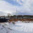 Хозяину бесхозных коров в Бурятии грозит штраф - ИА Байкал Медиа Консалтинг
