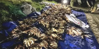 Двух сахалинцев осудили за незаконный вылов 77 крабов - ТИА Острова