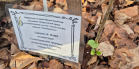 Молодые тополя Победы на Сахалине готовятся уйти в зиму - Агентство лесного и охотничьего хозяйства
