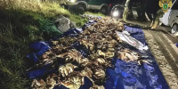 Двое браконьеров на Сахалине поймали 77 крабов на миллион рублей - Sakhpress.Ru