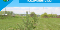 «Сохраним лес»: итоги осенней акции в Беловском муниципальном округе - Беловский район
