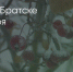 Поделитья во ВКонтакте - Братская Студия Телевидения