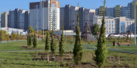 В барнаульском парке на улице Шумакова высадили ели и сосны - Сетевое издание Толк