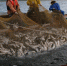 Добыча лосося в Сахалинской области. Архивное фото - Fishnews.Ru
