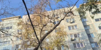 Аварийное дерево на улице Содружества в Ростове повисло на проводах — жители просят спилить растение - Ростов161