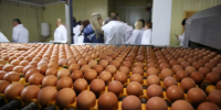 В Волгоградской области за неделю подорожали помидоры, яйца и мука - Газета Вечерний Волгоград