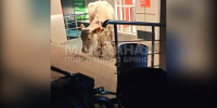В Брянске корова устроила прогулку к «Пятерочке» - БрянскToday.Ru