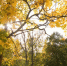 autumn-landscape - ТРК Щелково