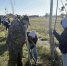 Сотни клёнов и роз высадили в Новоселицком округе в рамках экоакции - Телеканал СвоёТВ