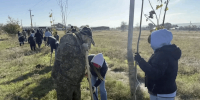 Сотни клёнов и роз высадили в Новоселицком округе в рамках экоакции - Телеканал СвоёТВ