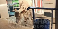 Подслушано Брянск - Сетевое издание Новости Брянска
