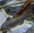 Атлантическая треска. Архивное фото - Fishnews.Ru