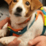 Железнодорожники напомнили волгоградцам правила перевозки животных в поездах - Газета Городские вести