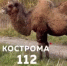 Зоопарк на выезде: по Судиславлю разгуливают не только чокнутые лисы - K1News.Ru