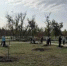Александровский парк в Шахтах пополнили 90 саженцев кленов - DonDay-Shakhty.Ru
