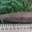 Житель Рузского округа нашёл на участке боевой снаряд времён Великой отечественной войны - Вести Подмосковья