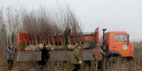 По просьбе горожан в Уфе появилась новая березовая аллея - Сетевое издание Ufaved.Info