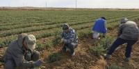 «Сохранение лесов»: В Калмыкии проводятся лесовосстановительные мероприятия - РИА Калмыкия