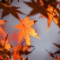 tree-nature-branch-plant-sunlight-leaf-617114-pxhere.com - РИА 7 Новостей