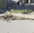 В Волгодонске на тротуар рухнуло дерево - DonDay-Volgodonsk.Ru