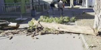В Волгодонске на тротуар рухнуло дерево - DonDay-Volgodonsk.Ru