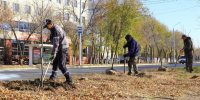 Двухметровые новоселы: проспект Дзержинского в Оренбурге пополнился десятками ясеней - Комсомольская Правда
