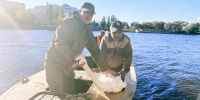 Птиц с Лебединого озера перевезли на зимовку - Администрация города