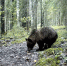 В заповеднике «Кивач» фотоловушка засняла упитанного медведя - StolicaOnego.Ru