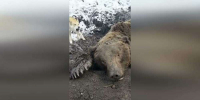 На юге Красноярского края медведь убил лучшего медвежатника региона Виталий Елфимов - Сетевое издание Среда24