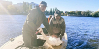 В Астрахани со знаменитого Лебединого озера увезли всех птиц вместе с  домиком - Bloknot-Astrakhan.Ru