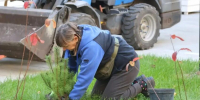 В Воронеже на ул. Карла Маркса приступили к масштабной посадке деревьев и кустарников - ВестиПК в Воронеже