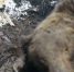 Один из лучших охотников на медведя стал его девятой жертвой в Красноярском крае. Фото: ПенZина - Седьмой канал