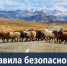 Правила безопасности при выпасе скота - Министерство сельского хозяйства