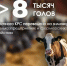 Сахалинских бурёнок без стресса перевели на зиму в стойло - News.Astv.Ru