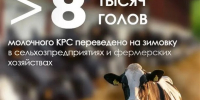Сахалинских бурёнок без стресса перевели на зиму в стойло - News.Astv.Ru