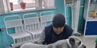 Страшная находка под шерстью: у 9-летнего алабая удалили опухоль весом в 3 килограмма - КП-Иркутск