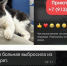 Соцсети: в Барнауле женщина-кошатница выбросила питомца с 8 этажа - Barneos22.ru