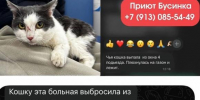 Соцсети: в Барнауле женщина-кошатница выбросила питомца с 8 этажа - Barneos22.ru