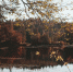 brown-leafed-trees-beside-body-water - ТРК Щелково