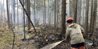 В Орехово-Зуевском округе потушили лесной пожар - РТВ-Подмосковье