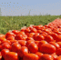 Астраханскими аграриями убрано 2,3 млн тонн сельхозпродукции - Газета Волга